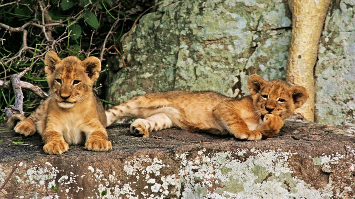 Lion Cubs resting