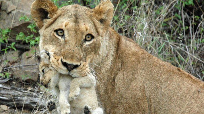 Lioness and Cub in South Africa
