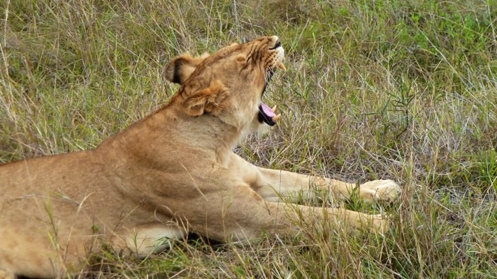 A lioness on safari in South Africa