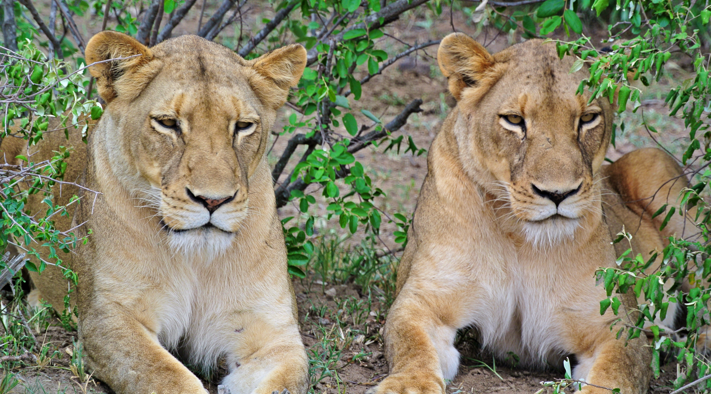 Lionesses on Safari in South Africa