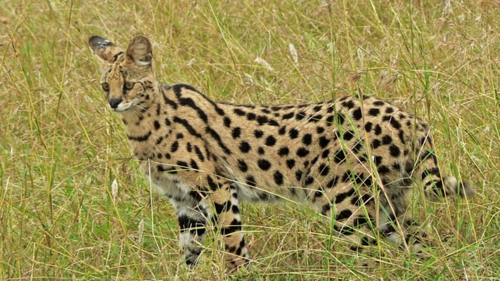 How the Serval Got His Spots