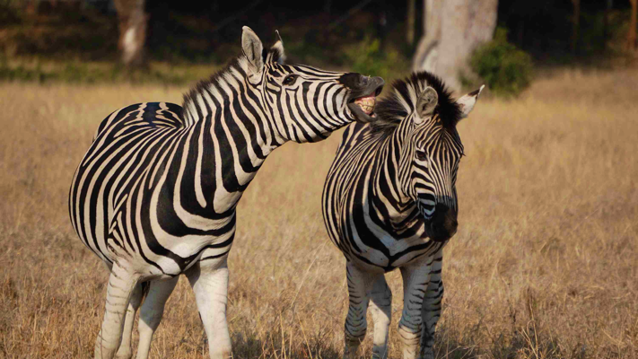 Zebras kissing in Africa