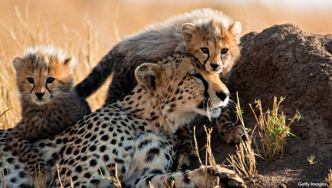 cheetah-and-cubs