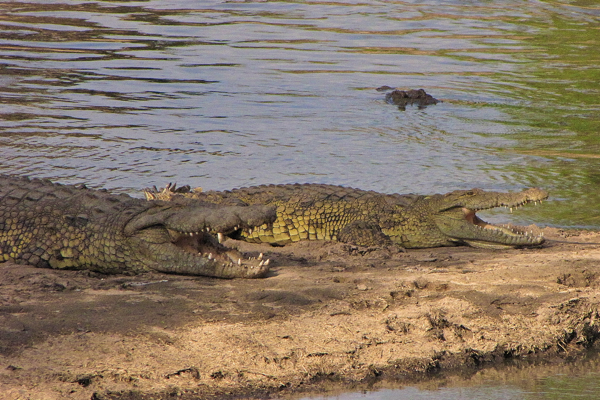 Crocodiles in Tanzania