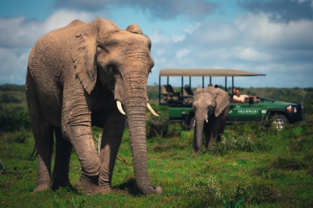 Elephants at Shamwari in South Africa.