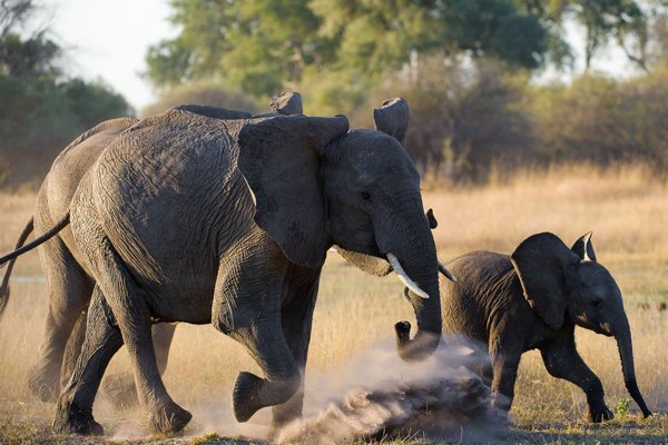 Elephant mother and baby in Kenya