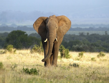 Elephant roaming through South Africa.