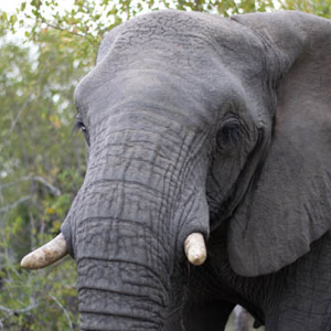 Elephant in South Africa