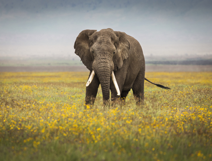 African elephant standing alone, South Africa