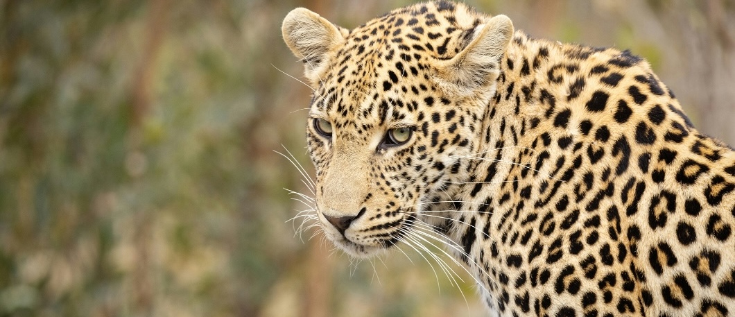 Leopard at Elephant Walk in South Africa.