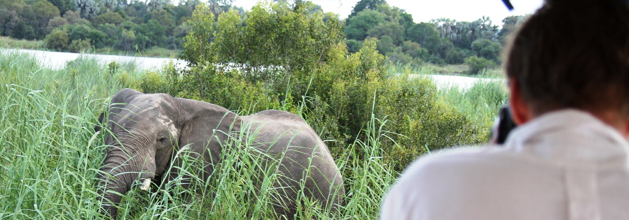 Elephant sighting on Zambezi river cruise