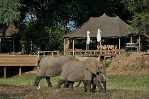 Elephants at Ruckomechi Elephants at Ruckomechi