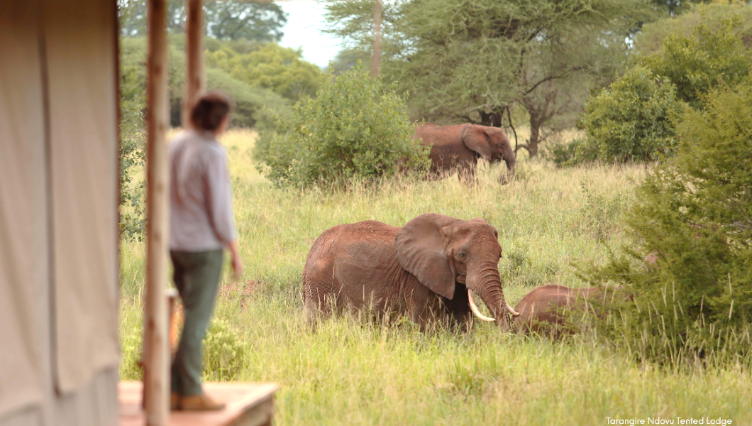 elephants-at-Tarangire-Ndovu-Tented-Lodge