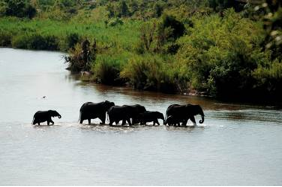 Elephants at Lion Sands