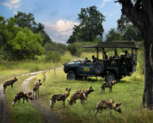 Expeditions Camp game drive with wild dog.