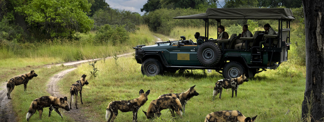 Expeditions Camp safari game drive with wild dog.