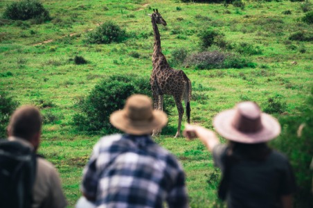 Game viewing giraffe at Shamwari in South Africa.