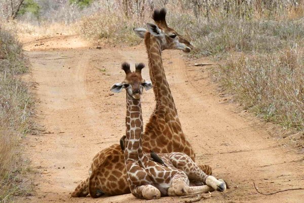 Baby Giraffe in Africa