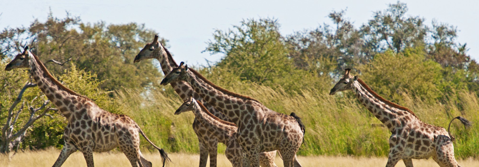 Giraffes on the Ngamo Plains