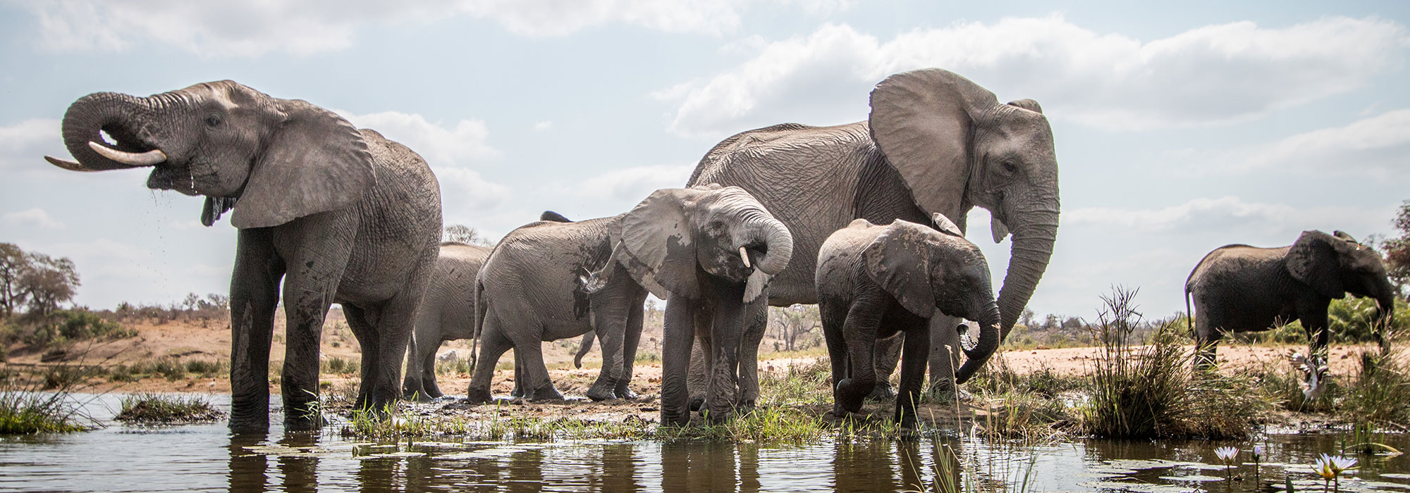 Elephants on Safari