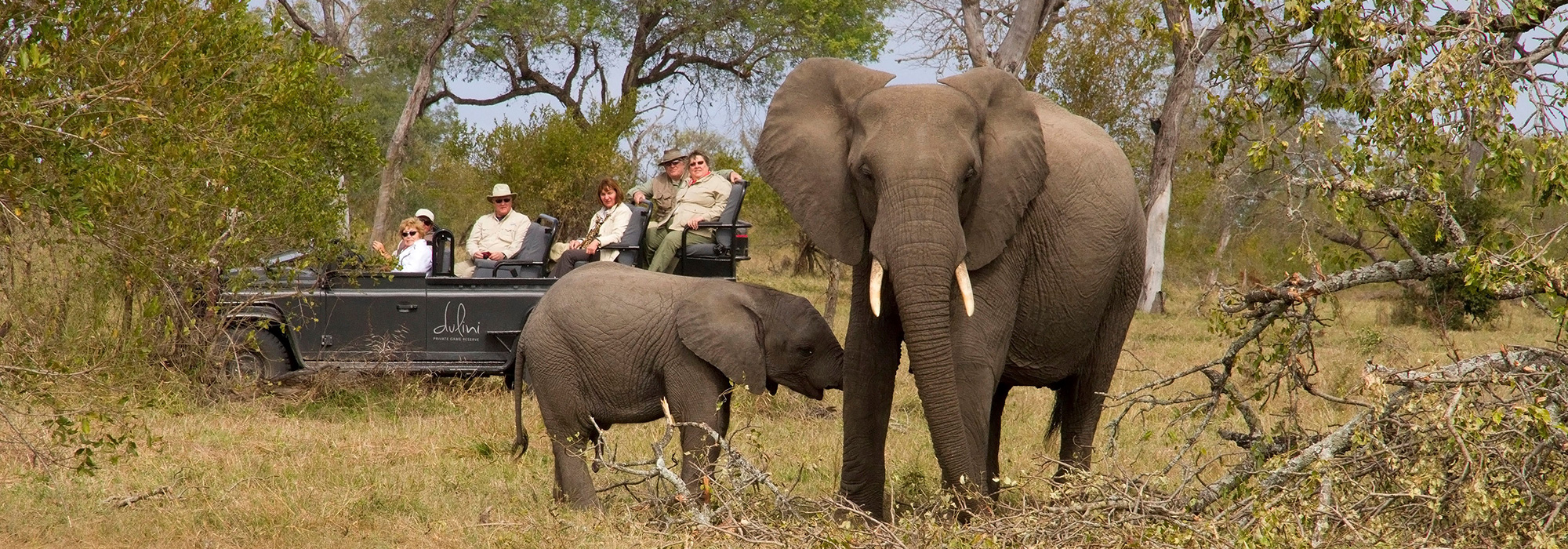 Elephants on Safari in South Africa