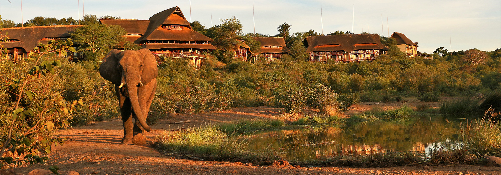 Elephant near Lodge