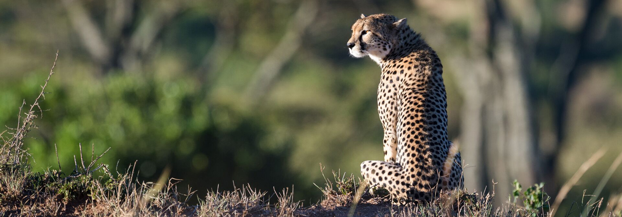 Majestic Leopard