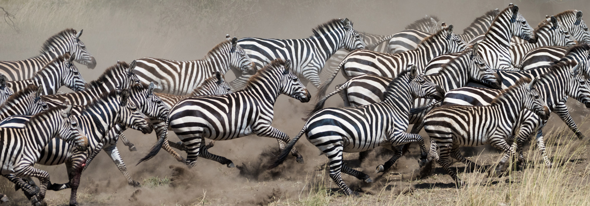 Zebras in the Serengeti