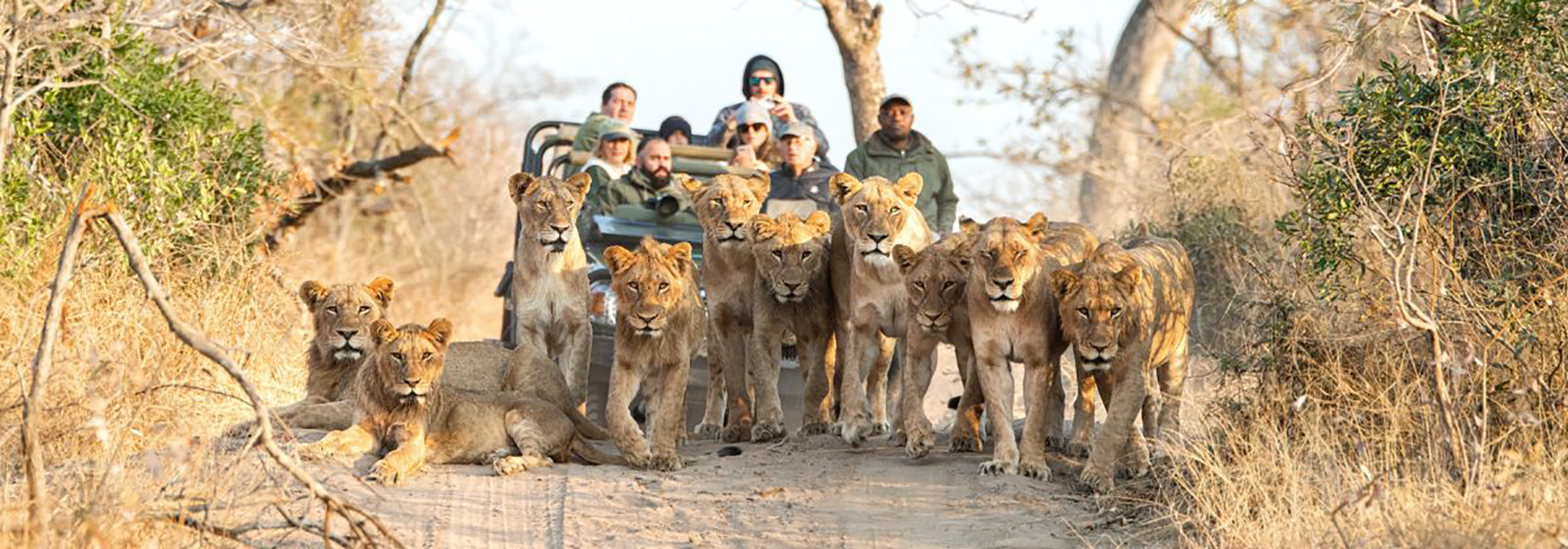 Lions blocking the road