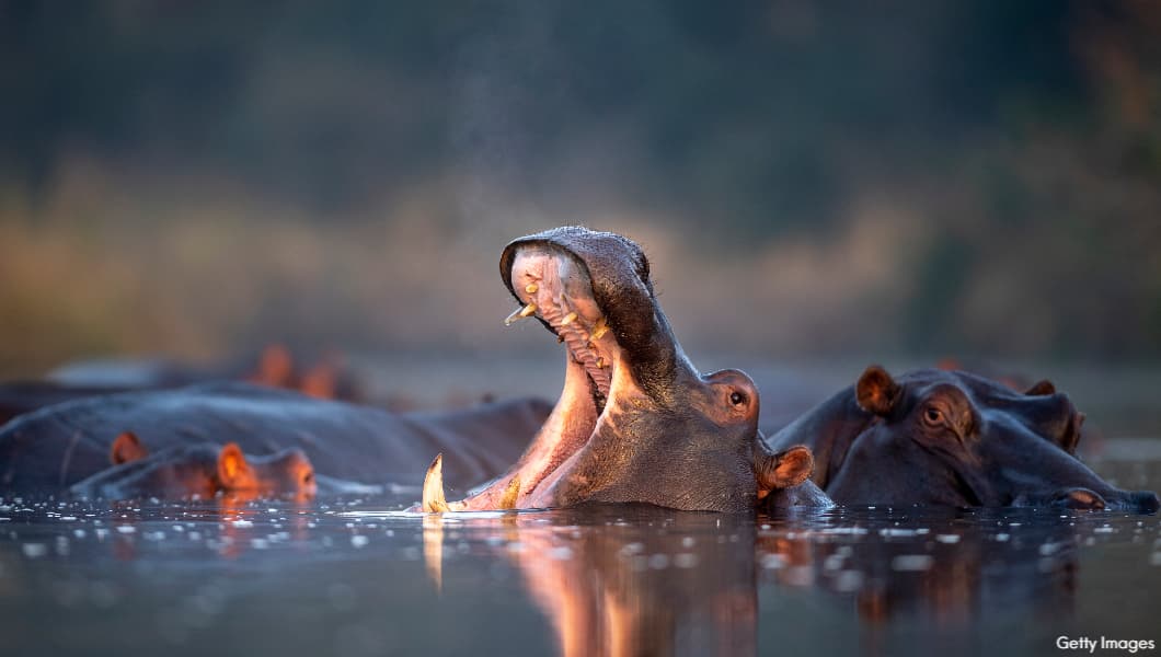 Hippo