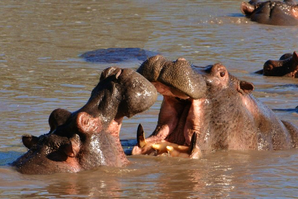 Hippo love