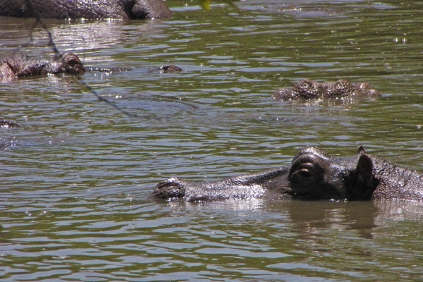 Hippos in Tanzania