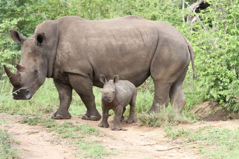 A rhino mother and its baby in Africa