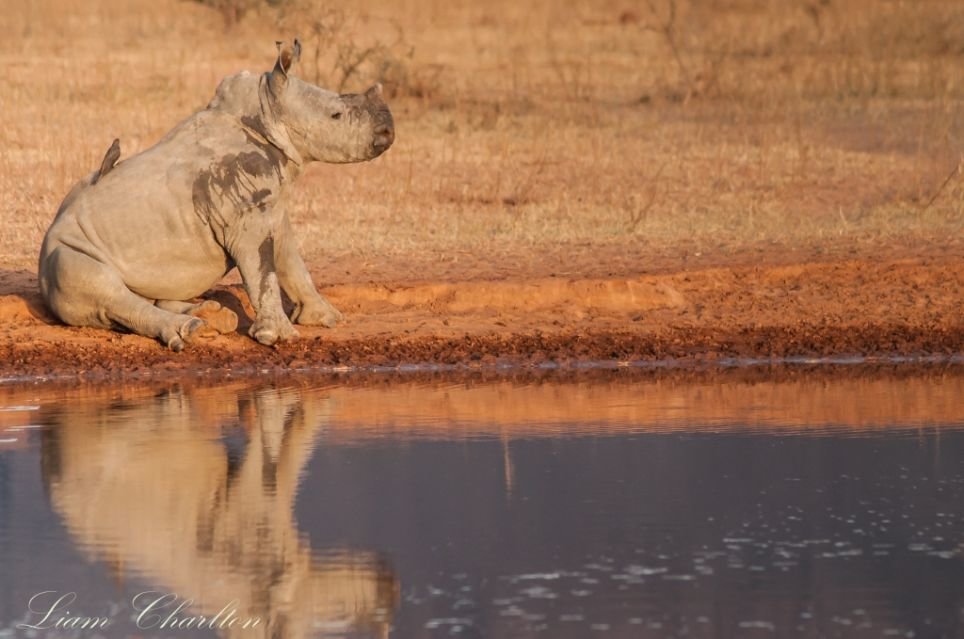 A rhino sitting by a waterhole in Africa