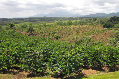 Karatu Coffee Plantation