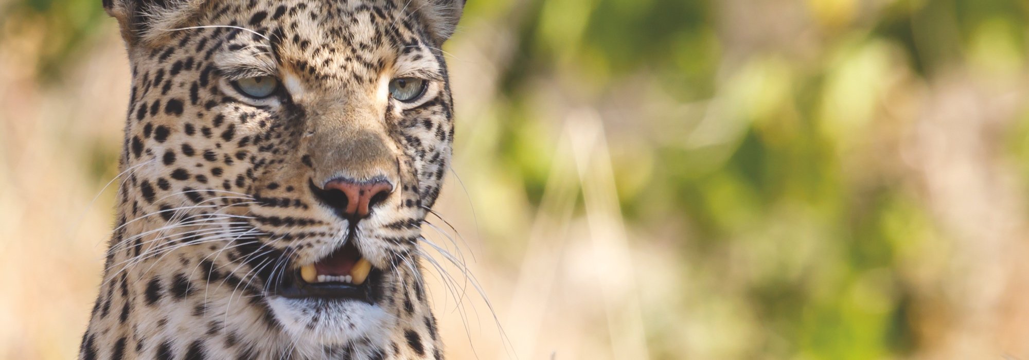 Leopard in Botswana
