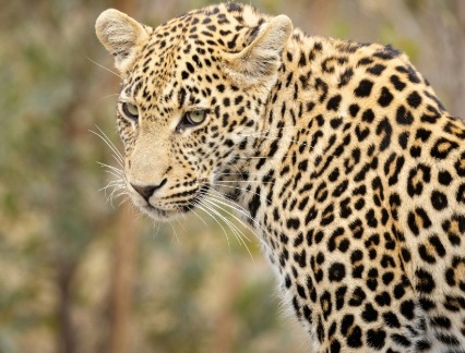 Leopard at Elephant Walk in South Africa.