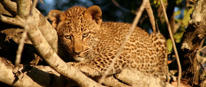 A leopard cub in a tree