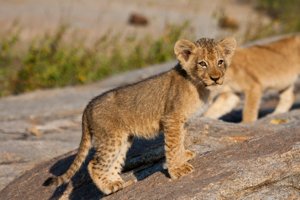 A curious lion cub