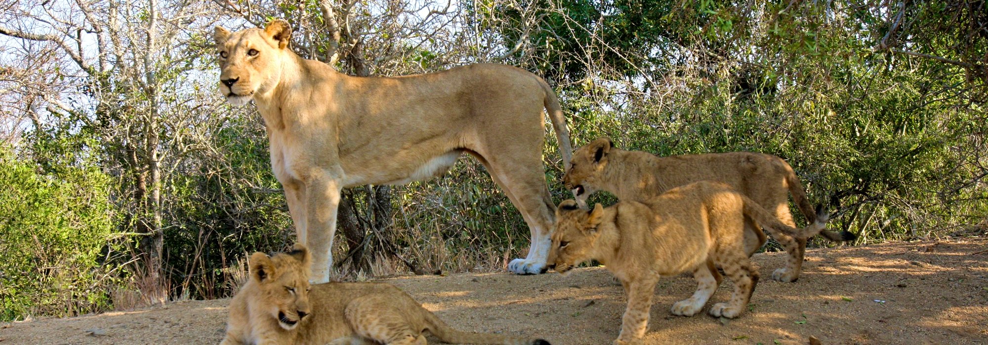 Lioness and cubs in Africa