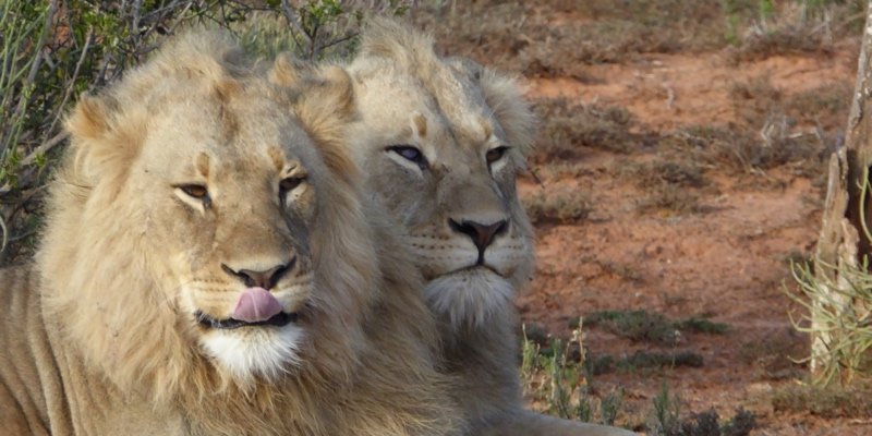 Lions at Shamwari