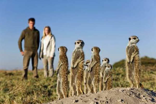 Botswana Meerkats