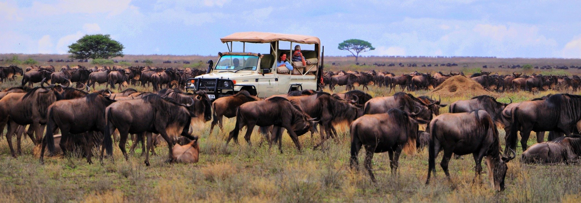 Tanzania Serengeti Migration
