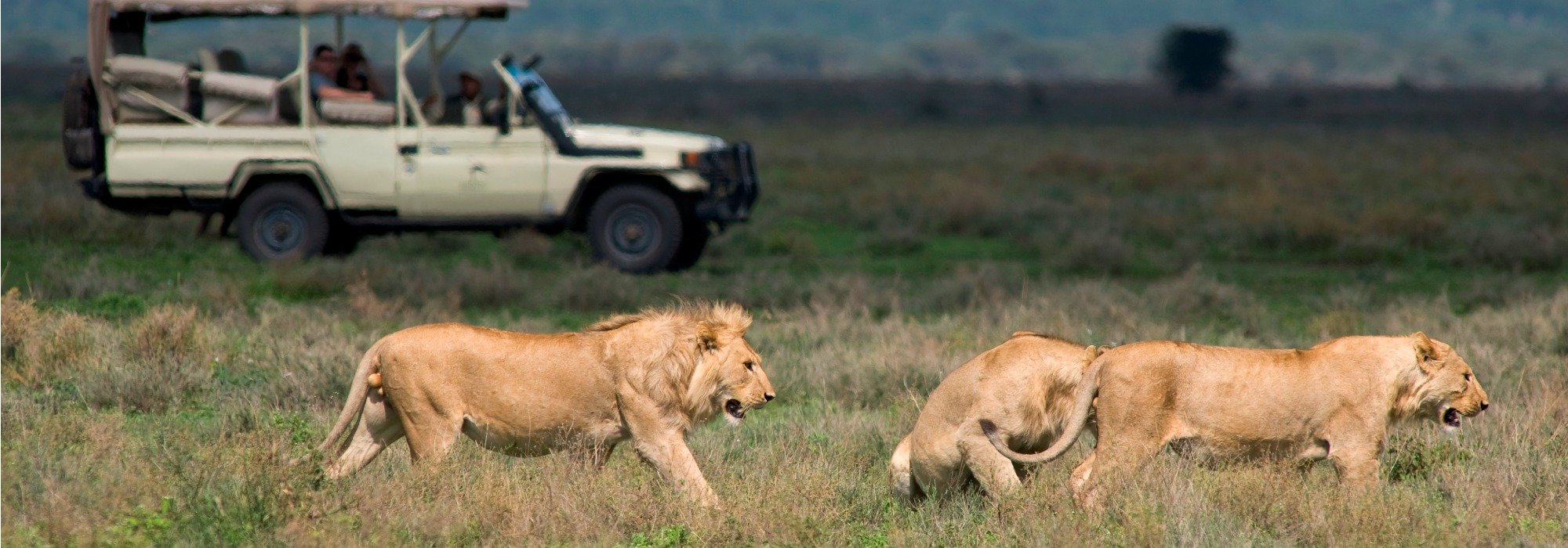 Kusini Tanzania Game Drives