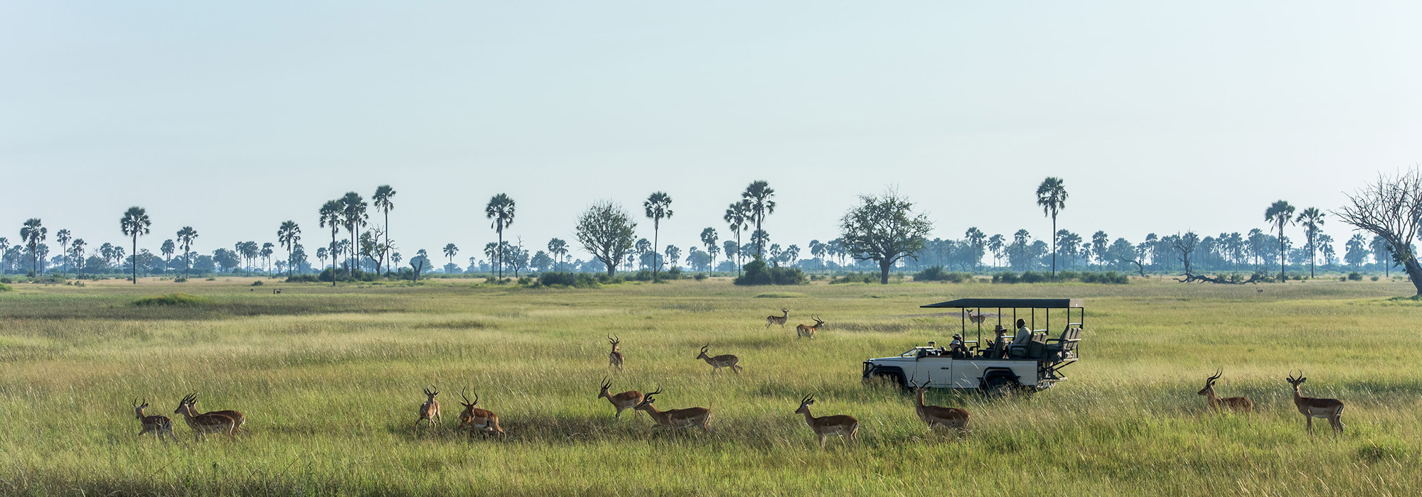 Game Drive in Botswana