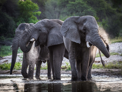 Meno A Kwena Camp - Family Elephants