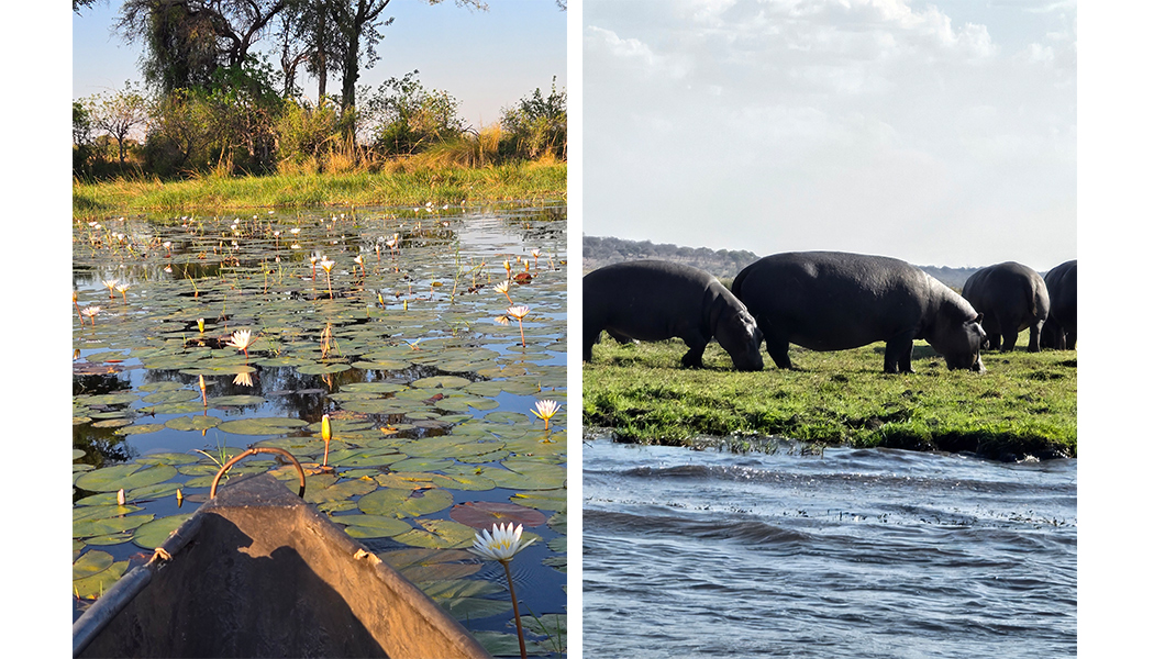 Seren sights from a mokoro boat, gliding through the Okvango Delta, Botswana.