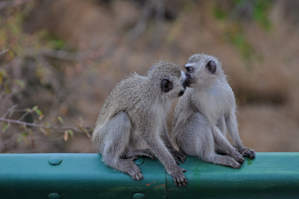 Monkeys Kissing
