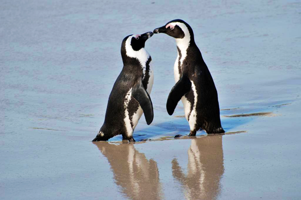 Penguins Kissing