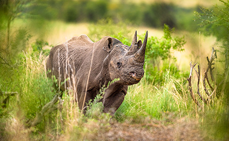 Best of South Africa - Rhino 